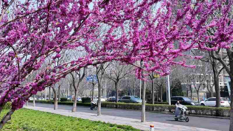  当花开成海，你我皆是这道风景里最温柔的注脚 文化旅游