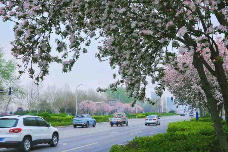  当花开成海，你我皆是这道风景里最温柔的注脚 文化旅游