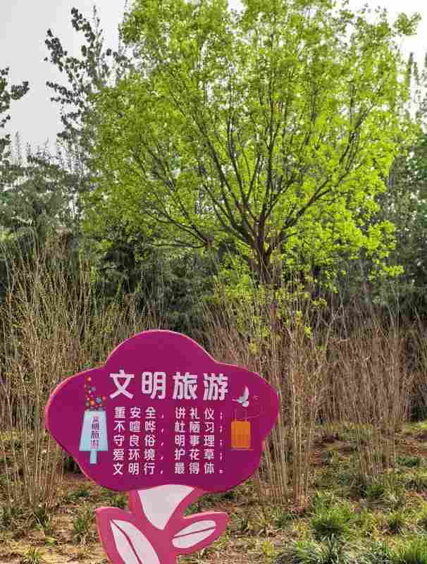  当花开成海，你我皆是这道风景里最温柔的注脚 文化旅游