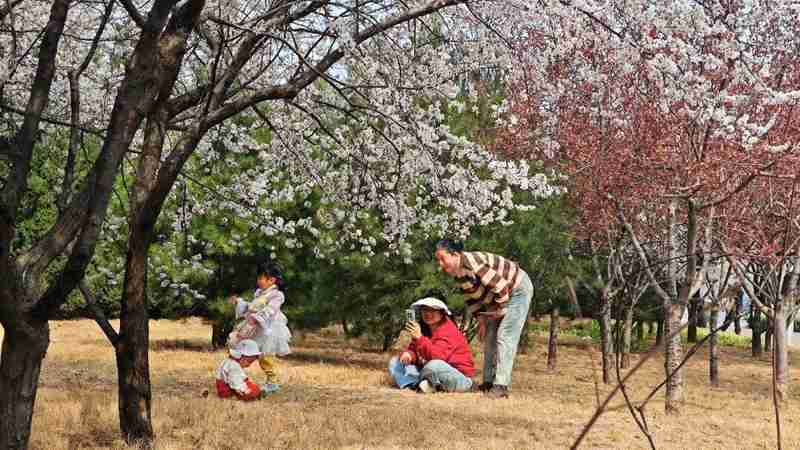  当花开成海，你我皆是这道风景里最温柔的注脚 文化旅游