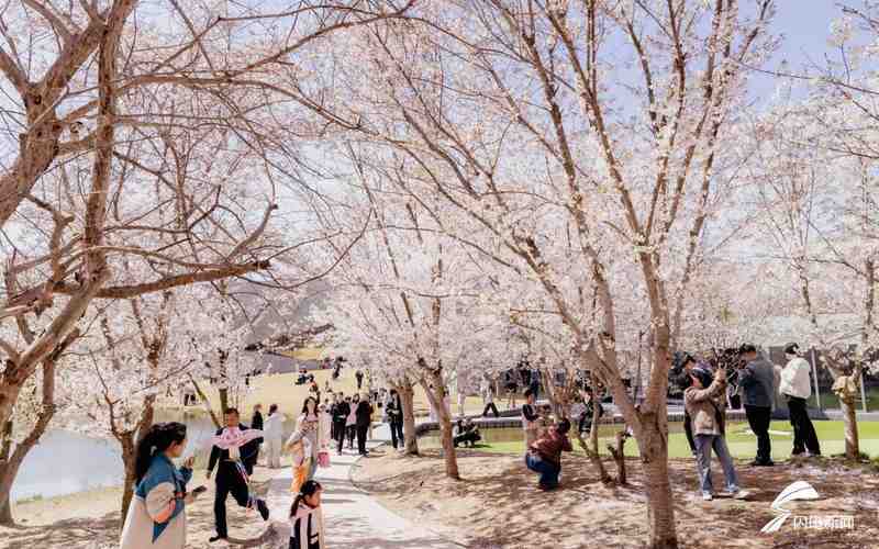  以花为媒·以节兴旅：日照五莲杜鹃花乡艺术季深度复盘与技术解构 文化旅游