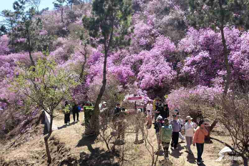  以花为媒·以节兴旅：日照五莲杜鹃花乡艺术季深度复盘与技术解构 文化旅游