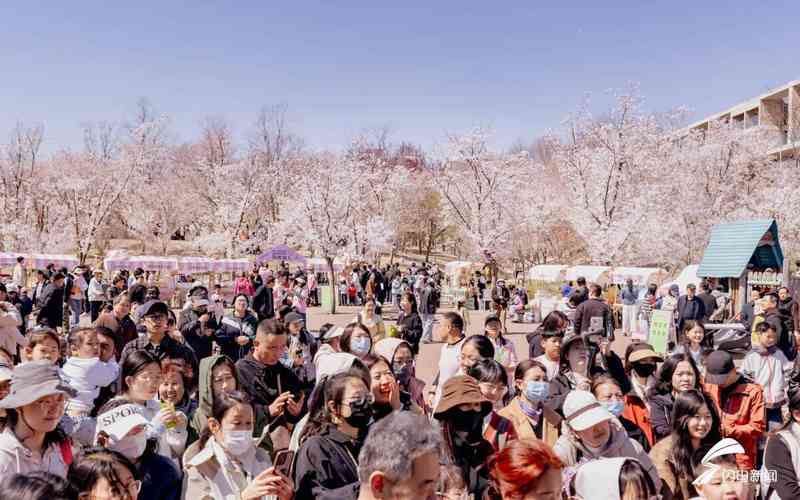 以花为媒·以节兴旅：日照五莲杜鹃花乡艺术季深度复盘与技术解构 文化旅游