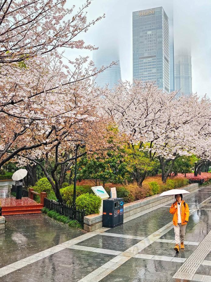  染井吉野与油菜花的交响：浦东赏花胜地技术维度深度测评报告。 文化旅游