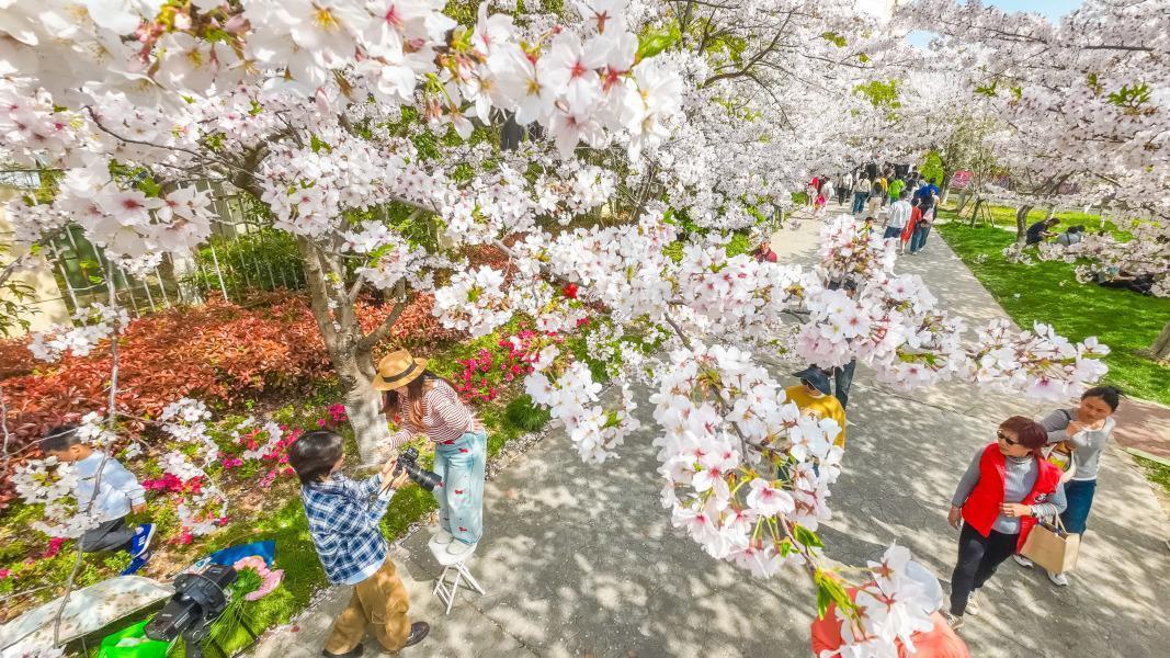  染井吉野与油菜花的交响：浦东赏花胜地技术维度深度测评报告。 文化旅游