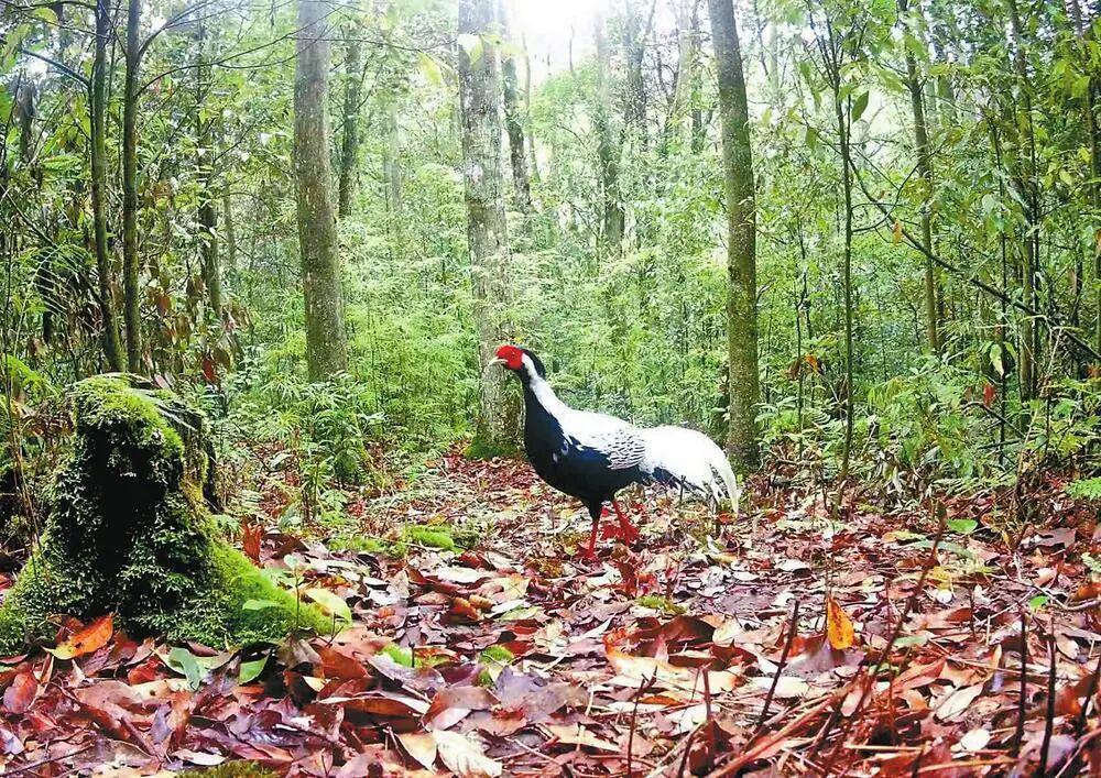  技术驱动生态跃升：乌蒙山保护区智慧护鸟体系深度解构 新闻