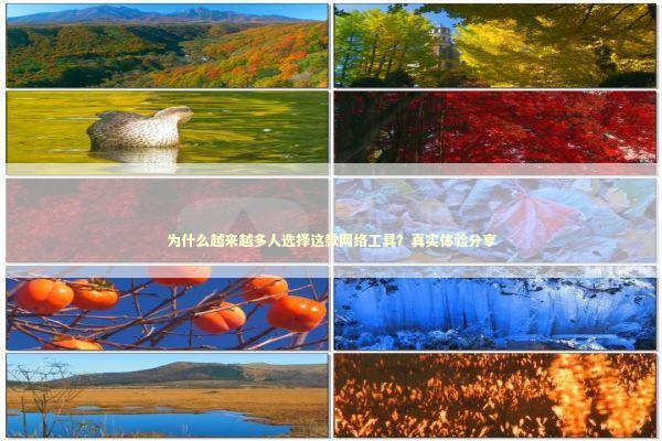 为什么越来越多人选择这款网络工具？真实体验分享 IT技术